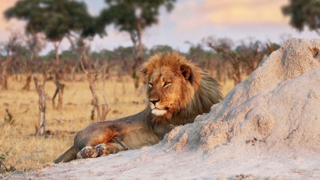 Simbabwe: Achtjähriger überlebt fünf Tage unter Löwen und Elefanten im Wildpark