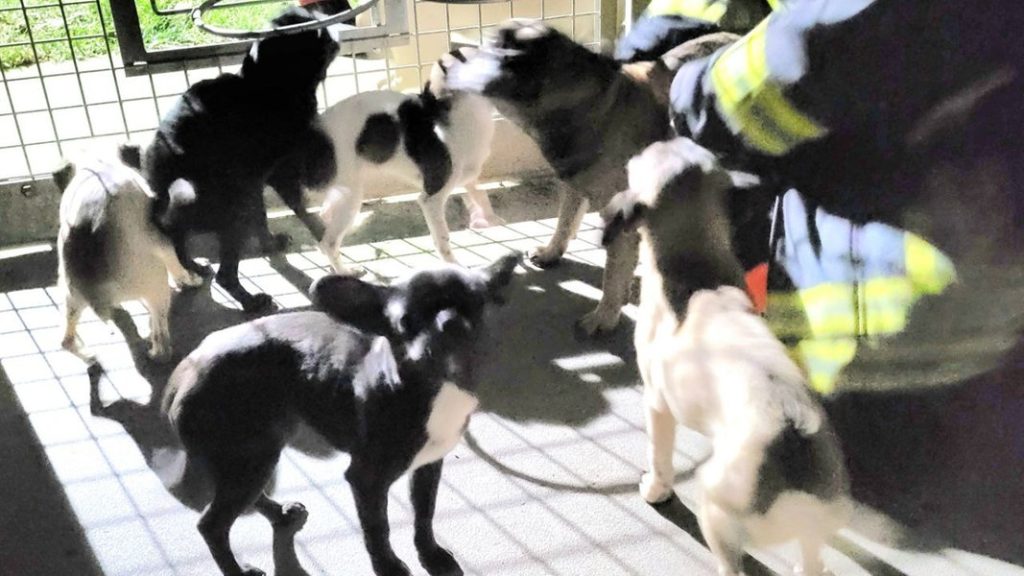 Mumifizierte Hunde in Pasewalk: Anzeige gegen Tierhalter | NDR.de – Nachrichten