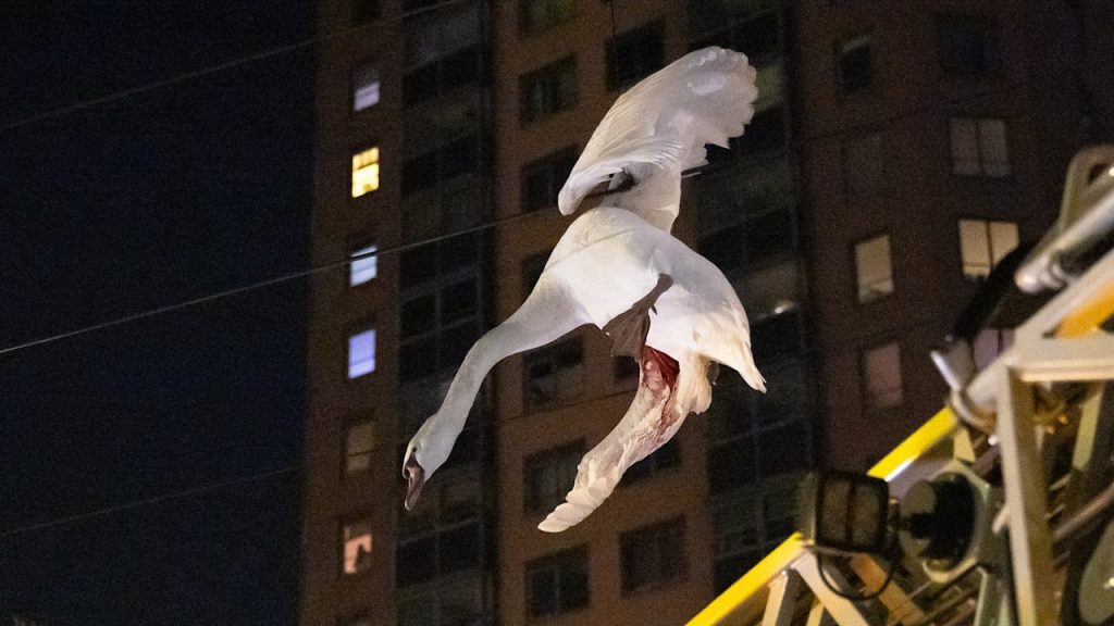 Dramatische Tierrettung: Swan steckt in der Stromleitung | Nachricht