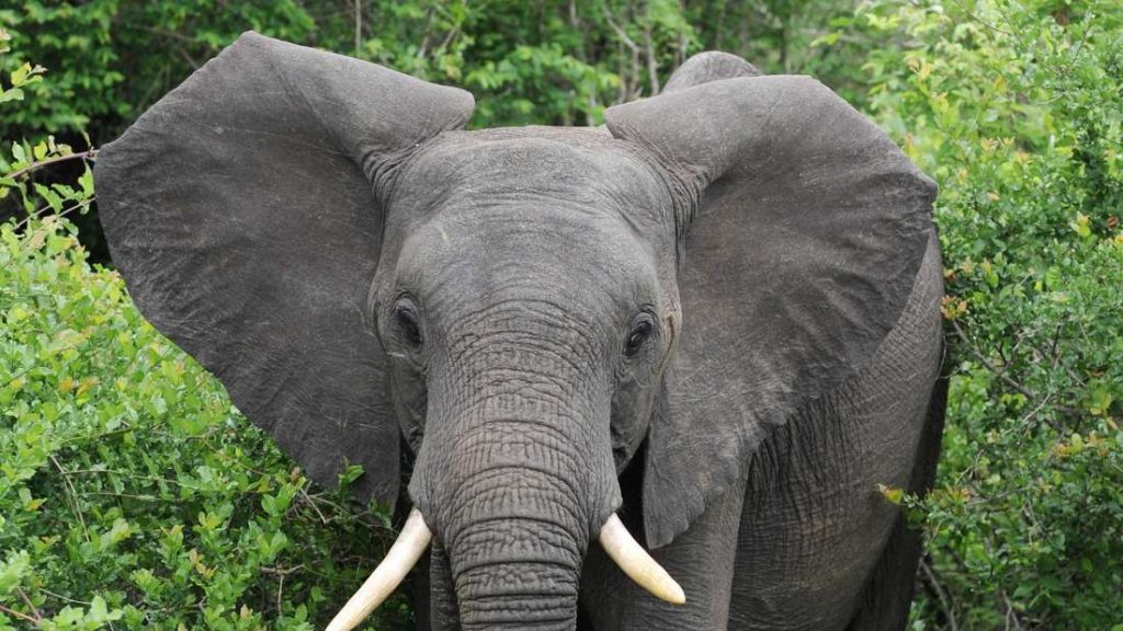 Krüger Nationalpark: Tourist, der von Elephant Dead mit Füßen getreten wird