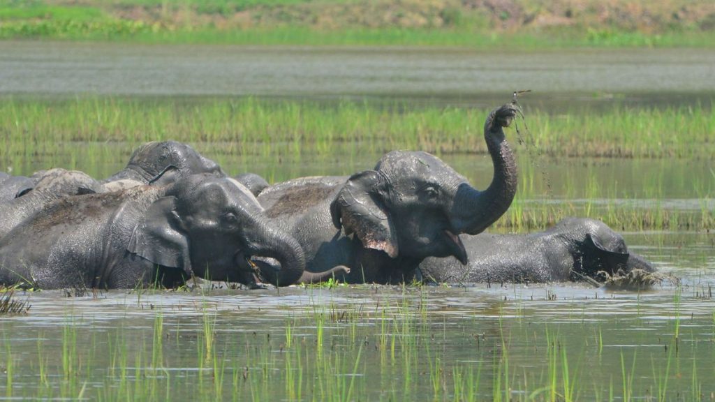 Tödlicher Vorfall in Indien: 77 -jähriges Deutsch stirbt nach Elefantenangriff -der Spiegel