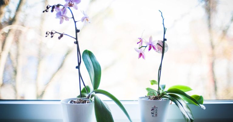 Nicht blühen: Überraschende Tricks helfen bei Orchideen