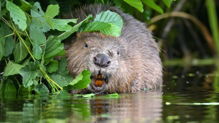 Tschechische Republik: Beaver Build Damm, der sonst 1,2 Millionen Euro gekostet hätte