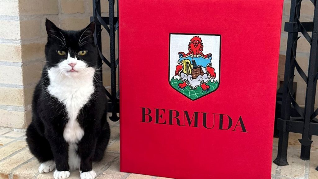 „Überlegen Sie sich für Katzenbeziehungen“: British Diplomat Cat hat einen neuen Job in Bermuda