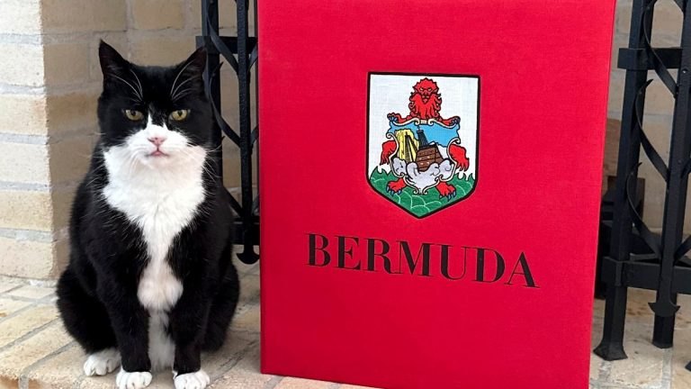 „Überlegen Sie sich für Katzenbeziehungen“: British Diplomat Cat hat einen neuen Job in Bermuda