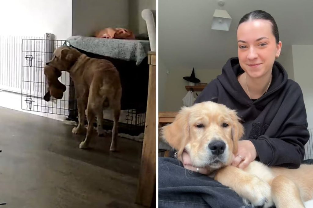 Mrs. bricht sich das Herz, als sie auf Video sieht, wie Freund ihren goldenen Retriever behandelt