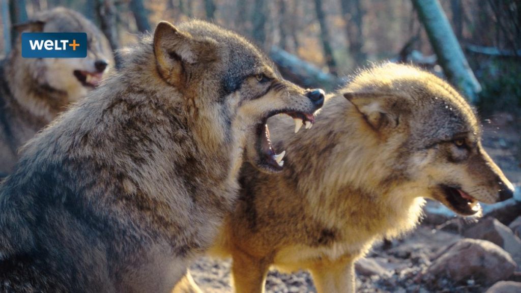 Wenn Wölfe Jagdhunde jagen: Risiko eines Waldwegs – besonders jetzt in der Paarungszeit