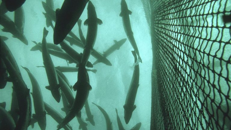 Massenflucht aus der norwegischen Zuchtfarm: 27.000 Lachs gesucht, 500 Kronen belohnen – der Spiegel