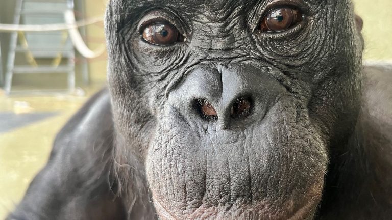 Affen helfen bei Gesten: Experiment beweist bei Bonobos Mitgefühl