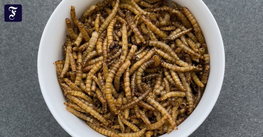 Mehlwormpulver in Kuchen und Brot? Neue Genehmigung für Insekten in Lebensmitteln