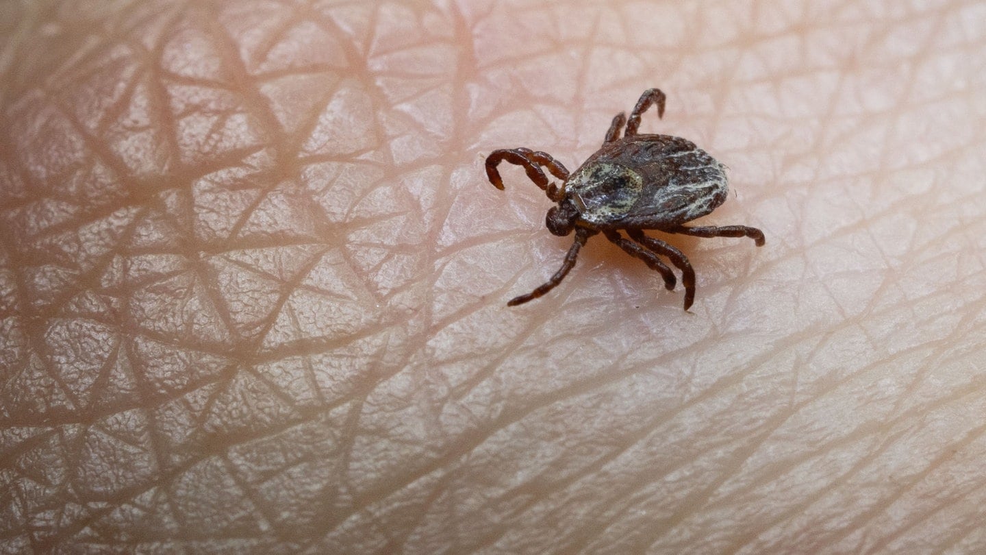 Teck Alarm: Besonders viele Zecken in der Region Stuttgart