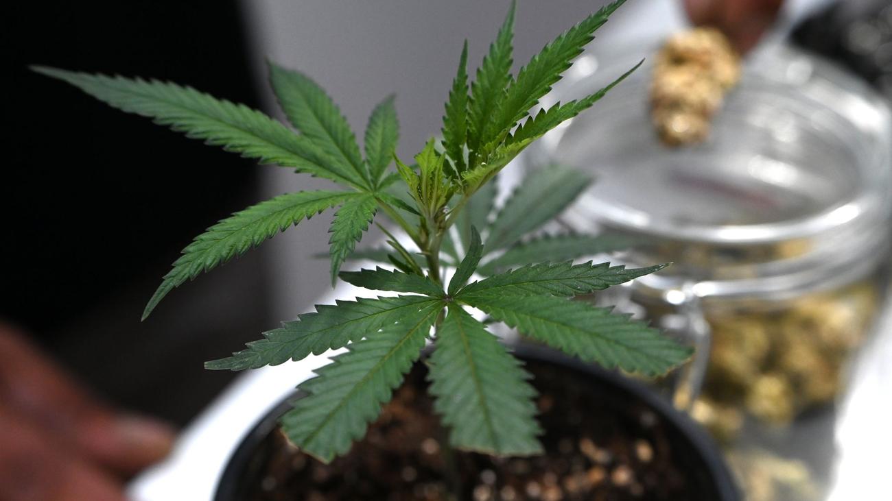 Medizinisches Cannabis: Philippi fordert strengere Regeln für Cannabis auf einem Rezept