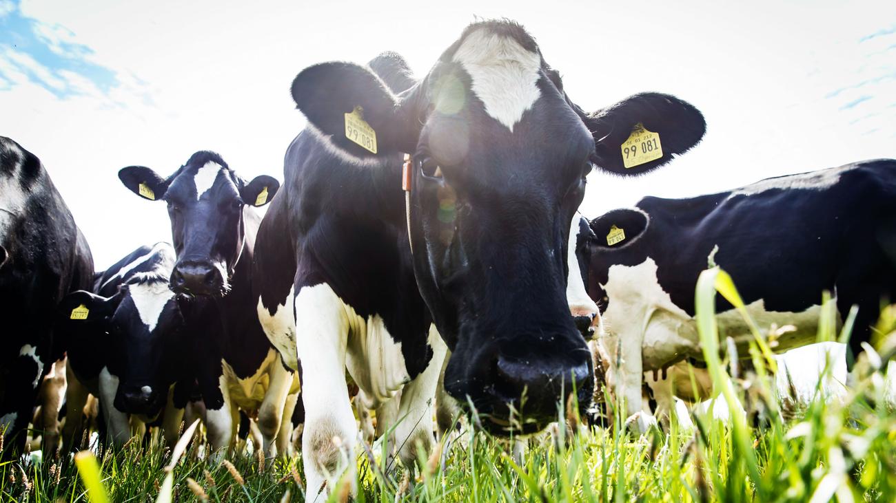 Milchindustrie: Wer die Macht über die Milch hat