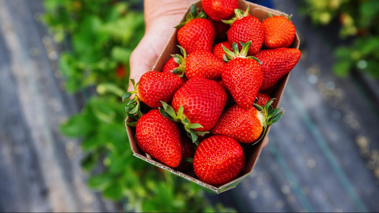 Deutsche Erdbeeren 70 Prozent teurer als 2015