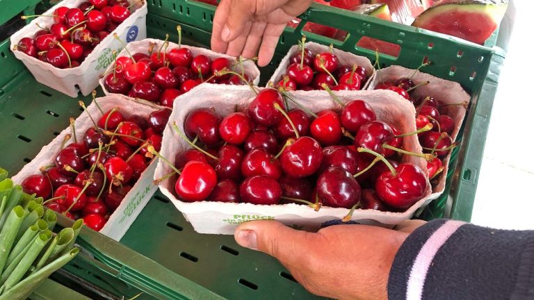 Obstbauern erwarten eine reichhaltige Kirschernte | tagesschau.de