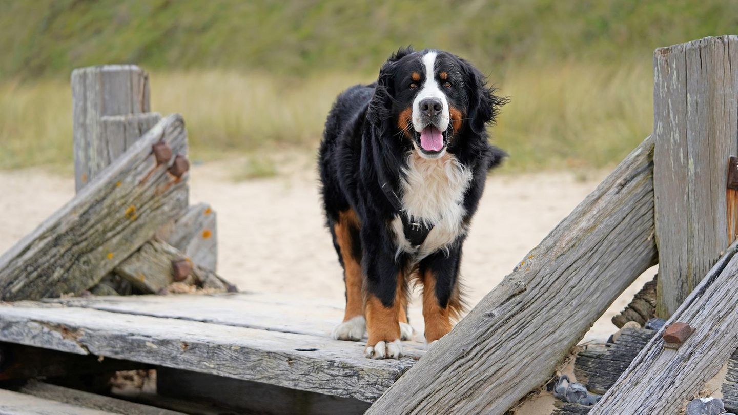 SYLT: Die Polizei schießt Hunde aus Urlauber. Was ist wirklich passiert?