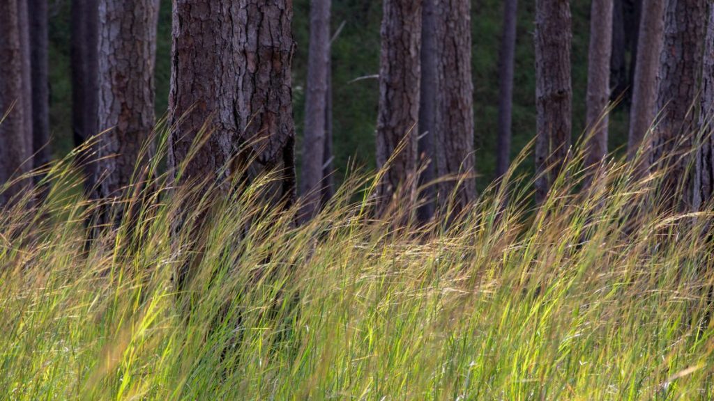 Oberschleißheim bei München: Fußgänger findet Leiche im Grünstreifen – Spiegel Oberschleißheim bei München: Fußgänger findet Leiche im Grünstreifen – Spiegel