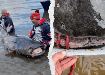 Angler kämpfen mit riesigen Fischen