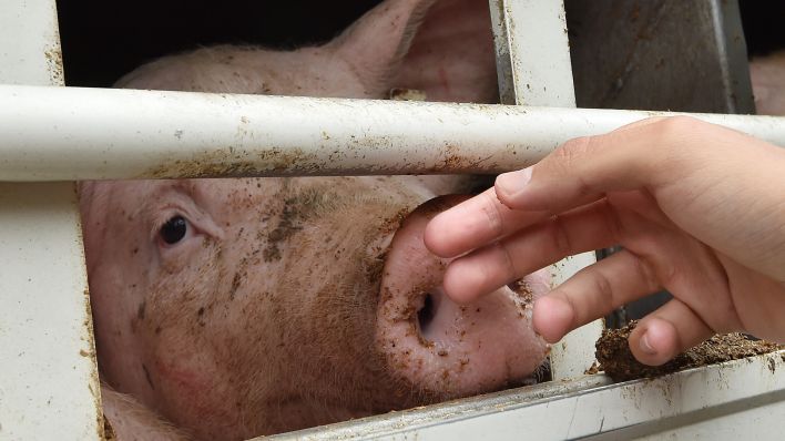 Betriebsrat informiert: Schlachthof Perleberg steht offenbar vor der Schließung