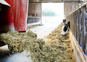 Milchbauern sehen sich durch sinkende Preise in ihrer Existenz bedroht