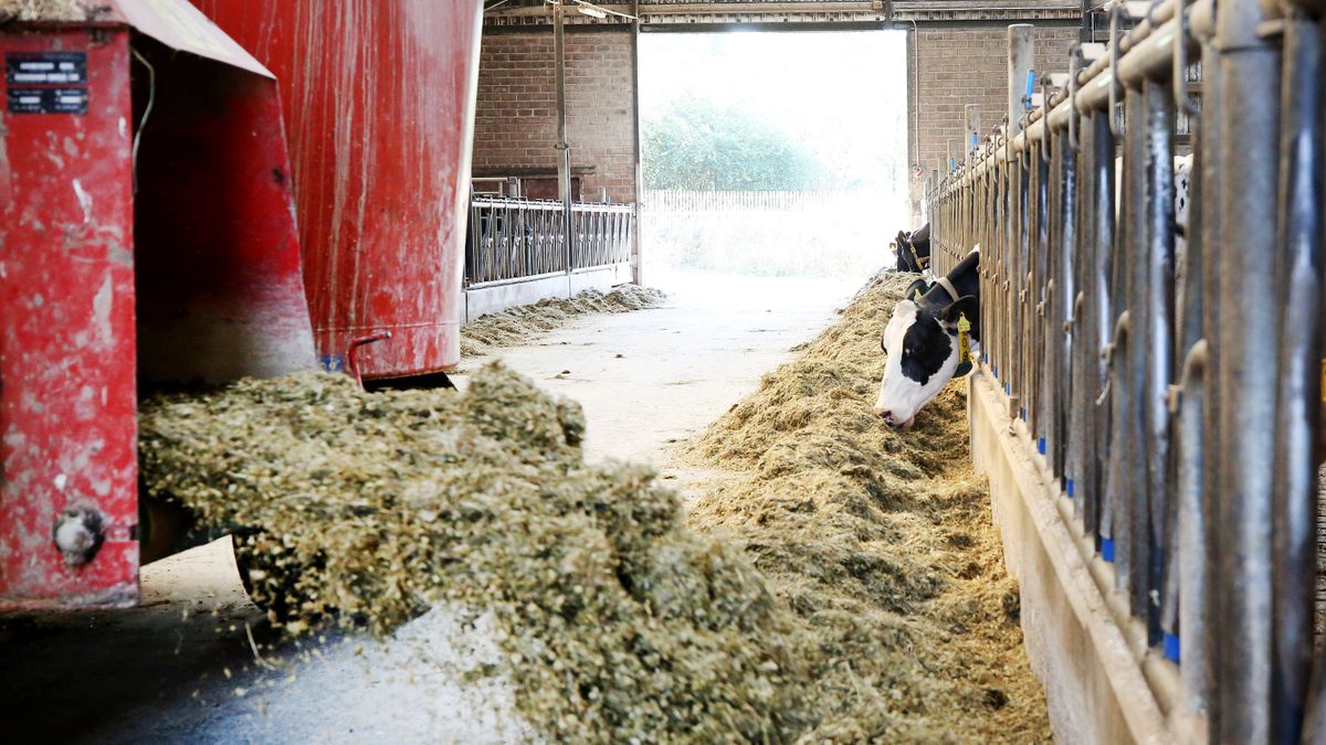 Milchbauern sehen sich durch sinkende Preise in ihrer Existenz bedroht