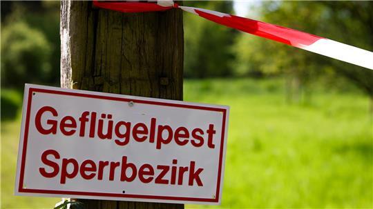 Vogelgrippe in Fredenbeck: 10.000 Tiere getötet