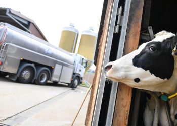 Milchbauern schlagen Alarm: Betriebsschließungen drohen