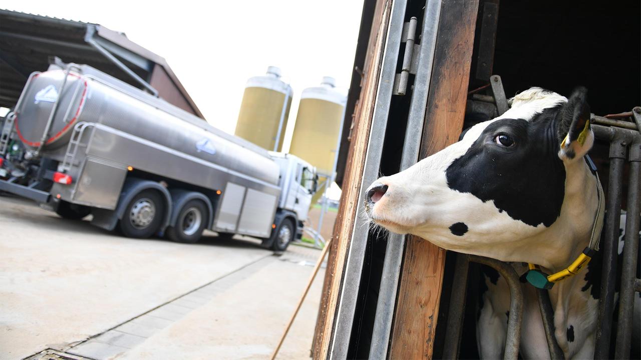 Milchbauern schlagen Alarm: Betriebsschließungen drohen
