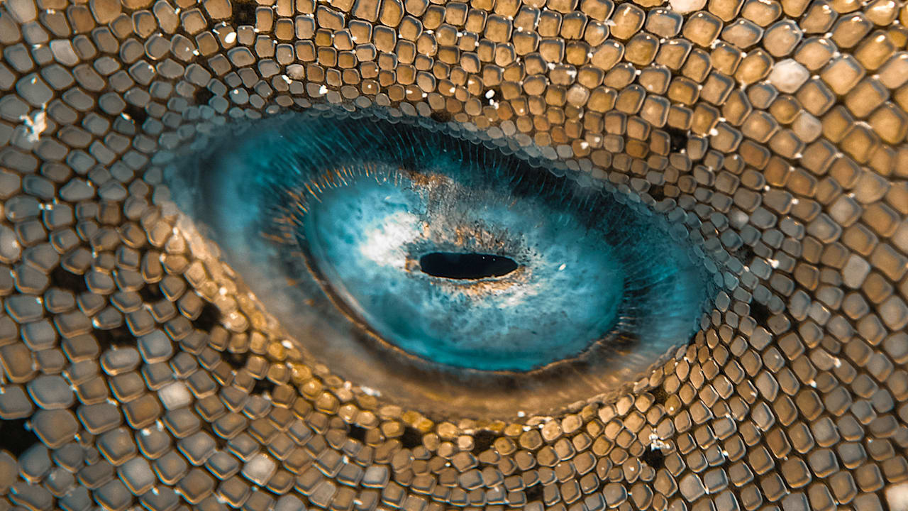 Unglaubliche Aufnahme: Können Sie erraten, was dieses Foto zeigt? | Nachricht