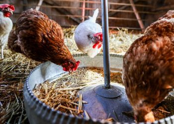 Vogelgrippe: Die ersten Bundesländer verhängen eine stabile Auflage