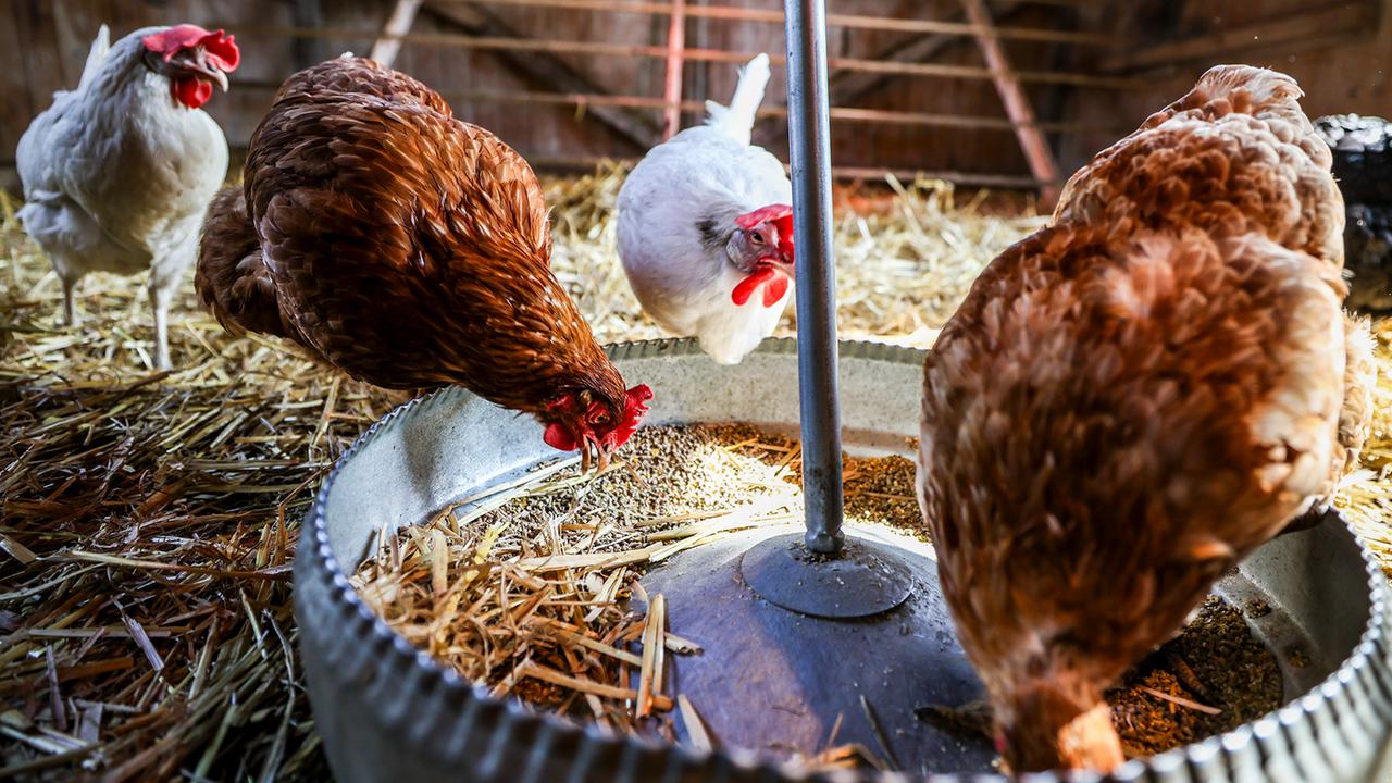 Vogelgrippe: Die ersten Bundesländer verhängen eine stabile Auflage