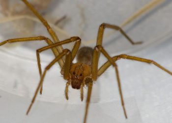 Einsiedlerspinne in Tübingen: Was man über den giftigen Gast weiß