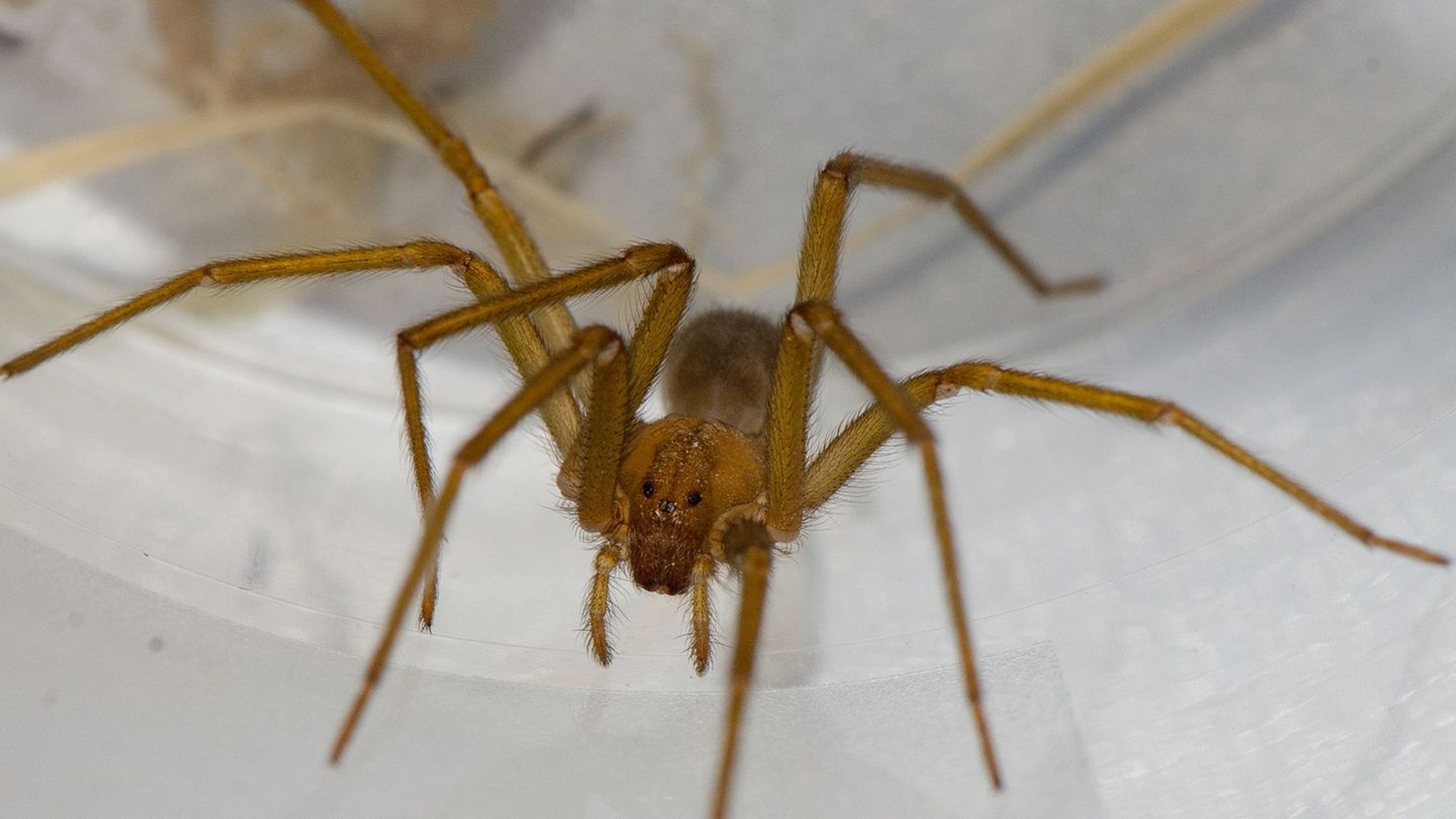Einsiedlerspinne in Tübingen: Was man über den giftigen Gast weiß