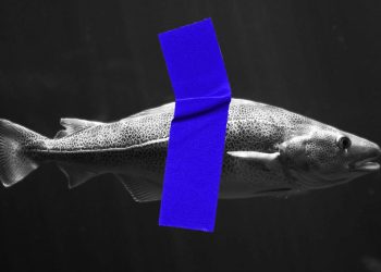 Dorsch in der Ostsee: Dorsch vorbei