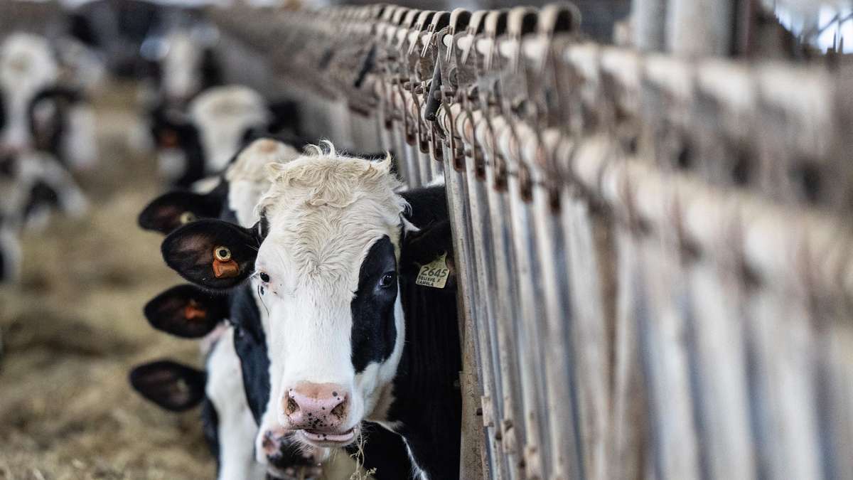 Bauer (76) stirbt nach Unfall im Kuhstall