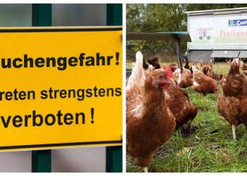 Höchste Alarmstufe – Vogelgrippe gibt Anlass zur Sorge