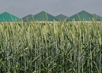 Dunkle Flaute: „Biogas macht das Gleiche wie Gaskraftwerke – 50 Milliarden Euro günstiger“