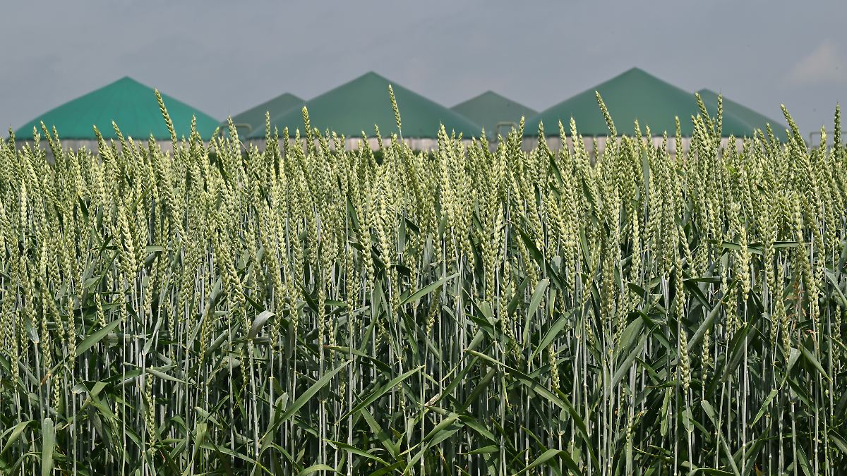 Dunkle Flaute: „Biogas macht das Gleiche wie Gaskraftwerke – 50 Milliarden Euro günstiger“