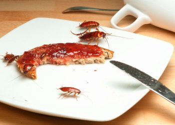 Ungesunde Raumluft: Auch Kakerlaken verbreiten Gifte und Allergene