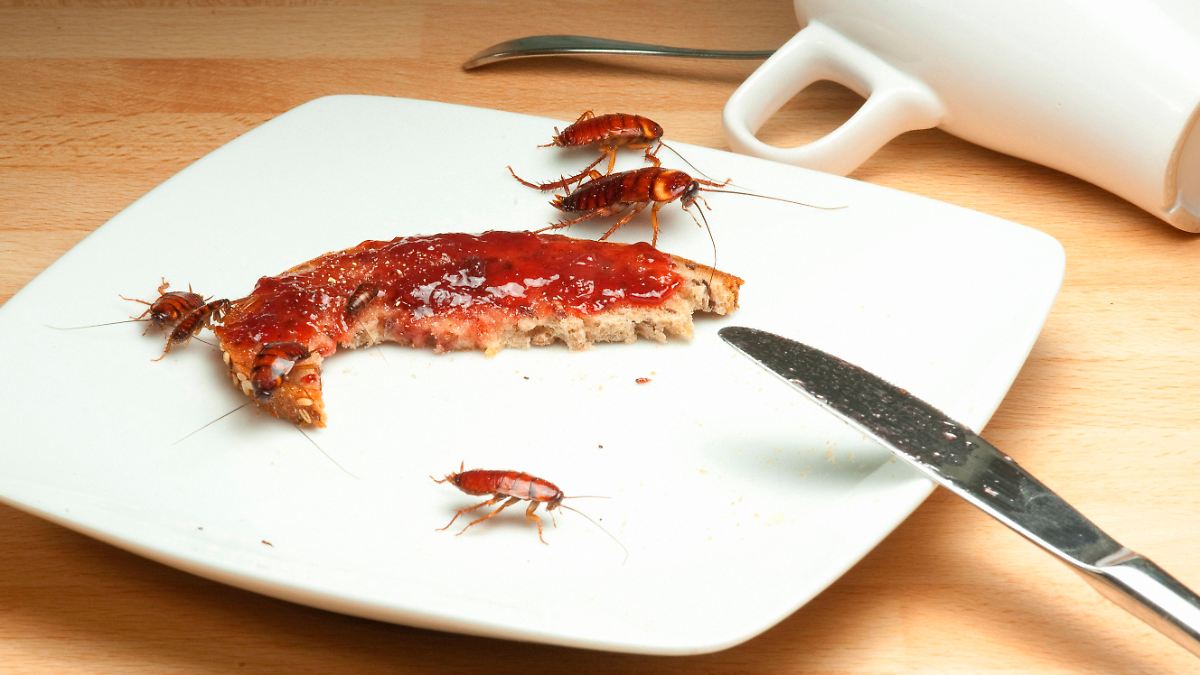 Ungesunde Raumluft: Auch Kakerlaken verbreiten Gifte und Allergene