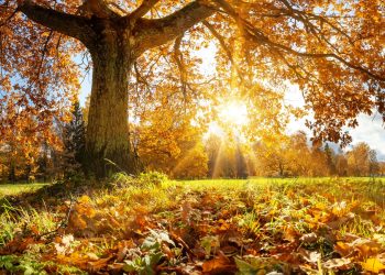 Bauernregel: „November warm und klar …“