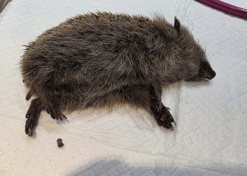 Wer war das? Igel erschossen und liegen gelassen | Regional