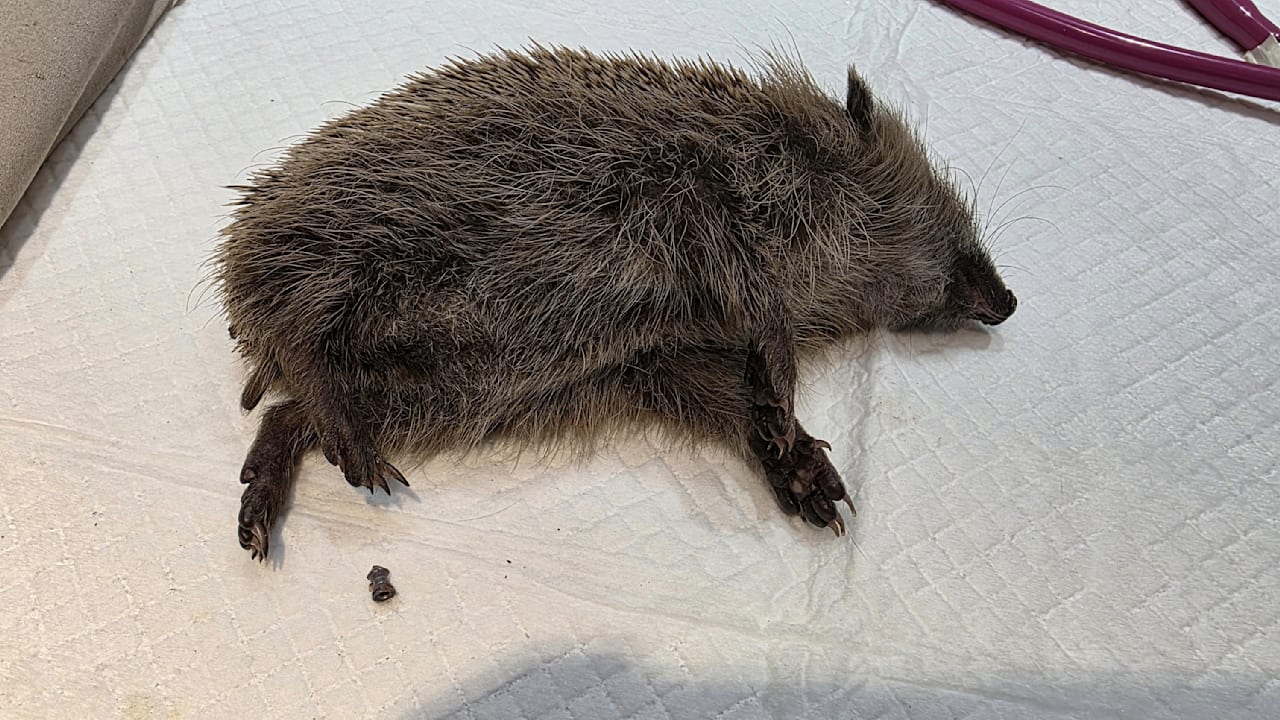 Wer war das? Igel erschossen und liegen gelassen | Regional