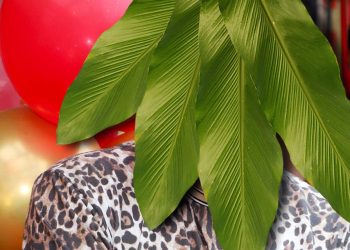 Dschungelcamp 2026: „Sommerhaus“-Star soll einziehen | Unterhaltung