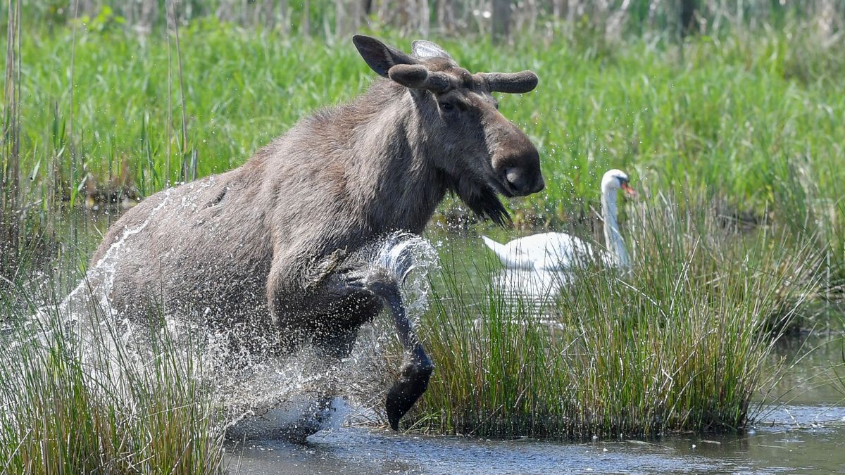 Elche in Deutschland: Kommen die Elche zurück nach Deutschland?