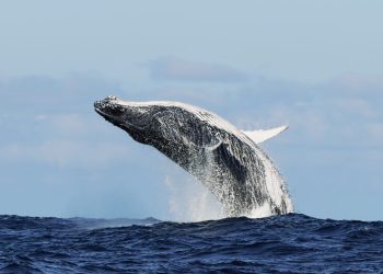 Der drittgrößte Bitcoin-Wal bereitet sich auf massive Verkäufe vor – BTC-ECHO