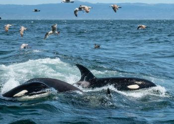 Golf von Mexiko: Orcas überwältigen junge Weiße Haie mit einem Trick