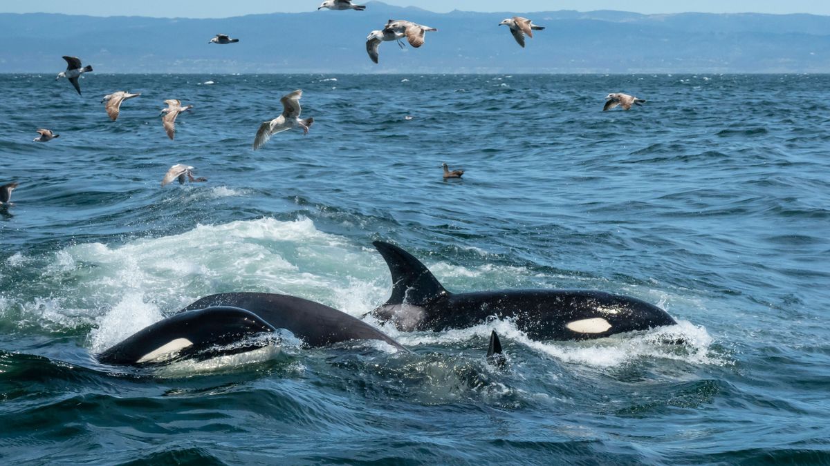 Golf von Mexiko: Orcas überwältigen junge Weiße Haie mit einem Trick