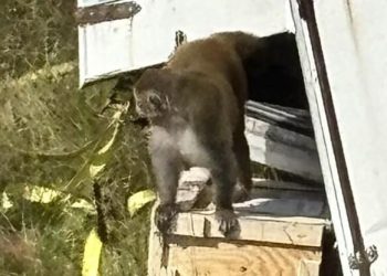 Nach Unfall in den USA: Virenangst! Laboraffen brechen aus Lastwagen aus | Nachricht