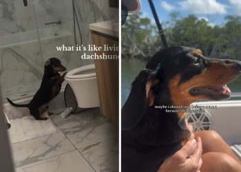 Als eine Frau sieht, was ihr Hund im Badezimmer macht, fängt sie sofort an zu filmen